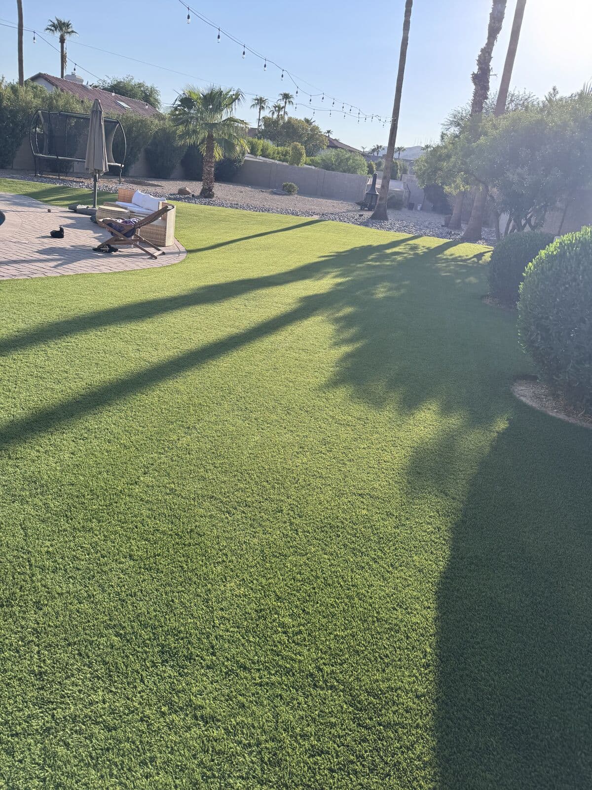 Dog enjoying freshly cleaned artificial turf